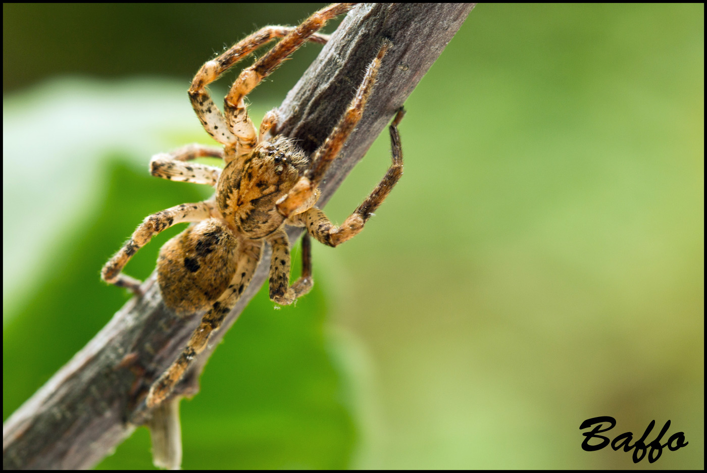 Zoropsis spiniamana - Basovizza (TS)